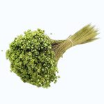 Glixia Marcela PR 50g 30cm Verde lime