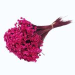 Glixia PR 50g 50cm Fucsia