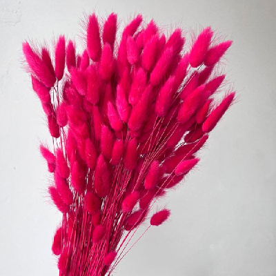 Lagurus premium Cyclam intens set 100g