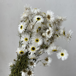 Margarete Acroclinium uscate alb natur set