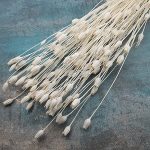 Nigella mini Premium ALB set 70cm