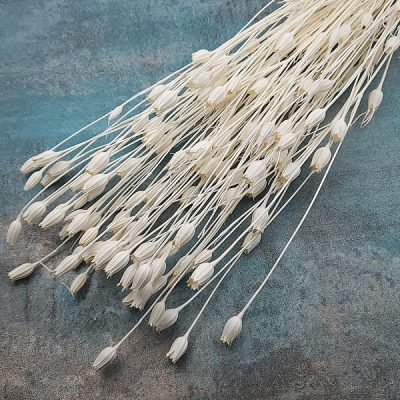 Nigella mini Premium ALB set 70cm