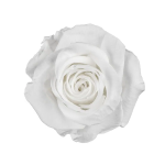 Trandafir criogenat RA 3.7cm Alb