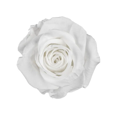 Trandafir criogenat RA 3.7cm Alb