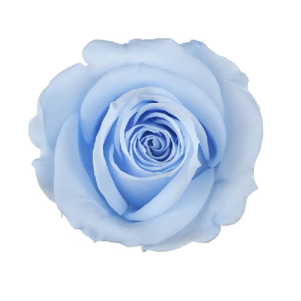 Trandafir criogenat RA 3.7cm Baby blue Trandafir criogenat RA 3.7cm Baby blue