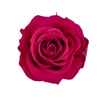 Trandafir criogenat RA 3.7cm Hot pink