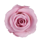 Trandafir criogenat RA 3.7cm Pink