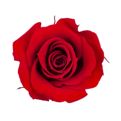 Trandafir criogenat RA 3.7cm Rosu