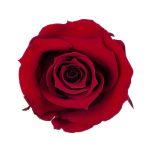 Trandafir criogenat RA 3.7cm Rosu intunecat