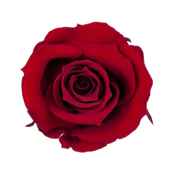 Trandafir criogenat RA 3.7cm Rosu intunecat Trandafir criogenat RA 3.7cm Rosu intunecat