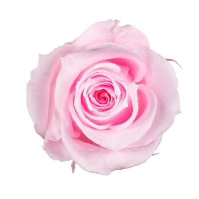 Trandafir criogenat RA 3.7cm Roz deschis