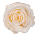 Trandafir criogenat RA 3.7cm Sampanie