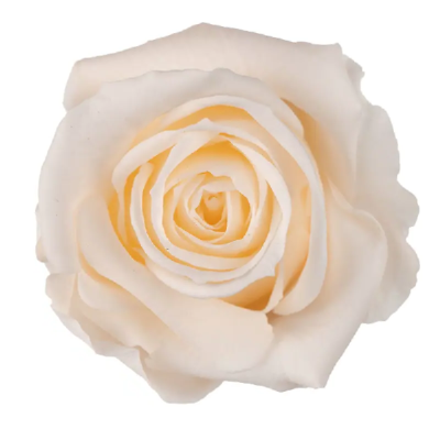 Trandafir criogenat RA 3.7cm Sampanie