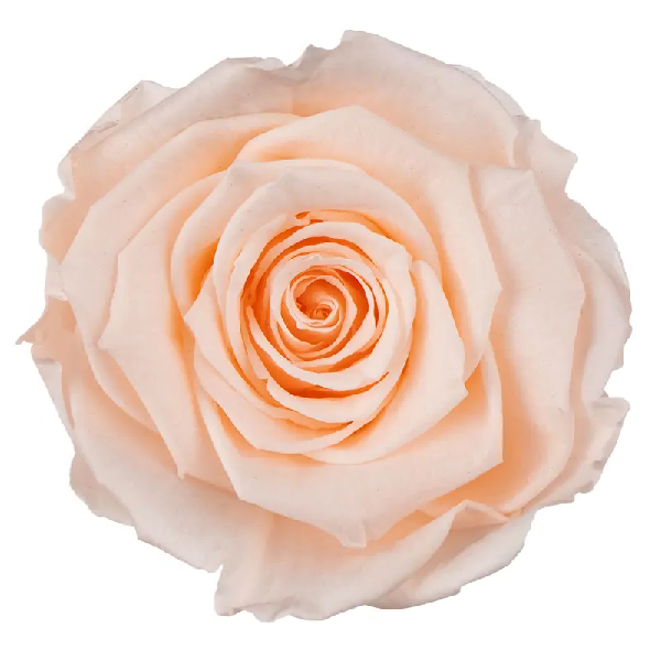 Trandafir criogenat RA 5cm Piersica Trandafir criogenat RA 5cm Piersica