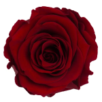 Trandafir criogenat RA 5cm Rosu Intunecat