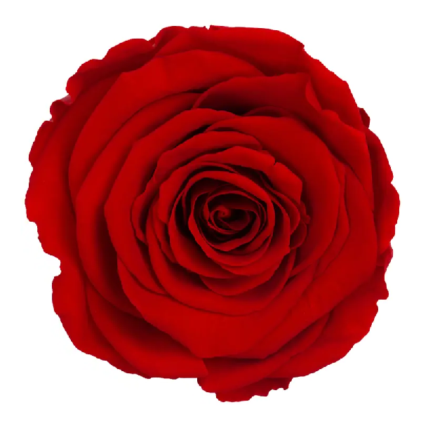 Trandafir criogenat RA 5cm Rosu Trandafir criogenat RA 5cm Rosu