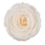 Trandafir criogenat RA 5cm Sampanie