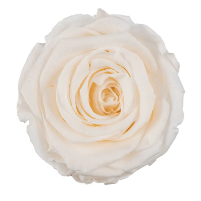 Trandafir criogenat RA 5cm Sampanie