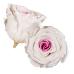 Trandafir criogenat RA 5cm bicolor ivory-roz