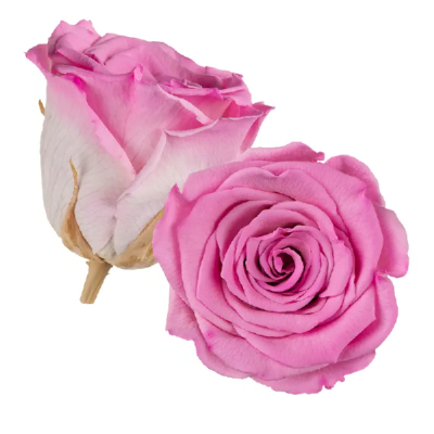 Trandafir criogenat RA 5cm bicolor roz-alb