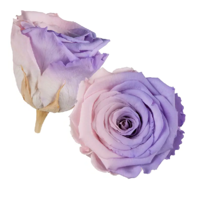 Trandafir criogenat RA 5cm bicolor roz-lavanda