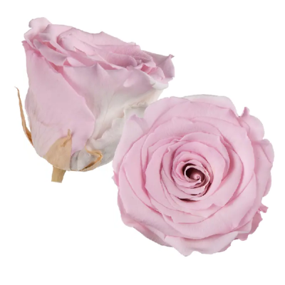 Trandafir criogenat RA 5cm bicolor roz pal-alb