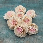 Capete Trandafiri Ming 6cm DUO alb roz x8