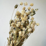 Trifoi Gomphrena uscat Alb Natural set