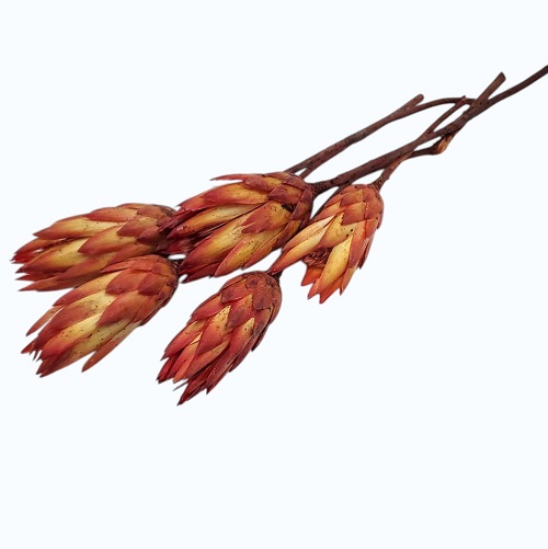 Floare uscata Protea Repens Orange Flame set x5 Floare uscata Protea Repens Orange Flame set x5