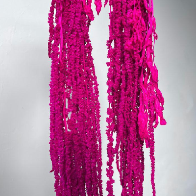 Amaranthus stabilizat Fuchsia 100cm