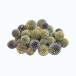 Capete Scai Echinops natur set 100g