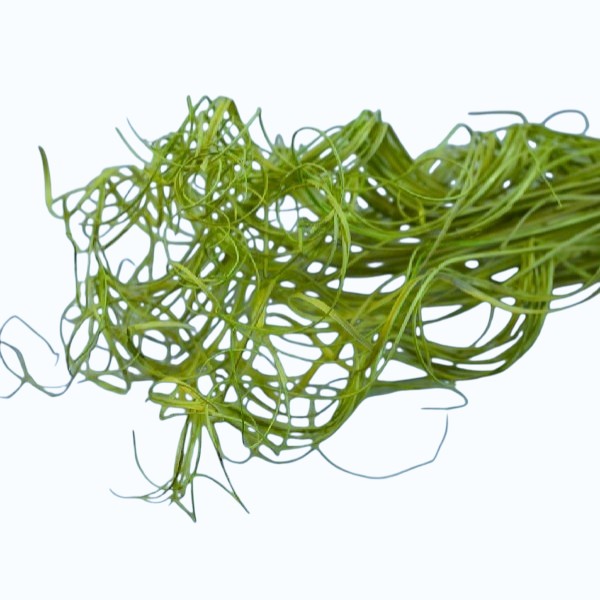 Curly ting ting scoarta palmier Verde Mar Curly ting ting scoarta palmier Verde Mar