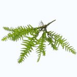 Feriga artificiala verde Wild 43cm