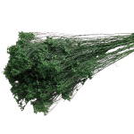 Flori uscate Broom Bloom premium Verde inchis 100g