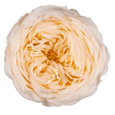 Trandafir criogenat Amelia Sampanie D4cm