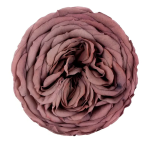 Trandafir criogenat Amelia Chocolate D4cm