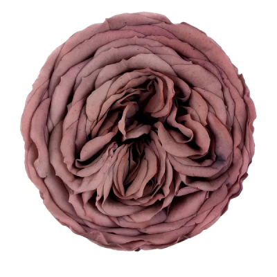 Trandafir criogenat Amelia Chocolate D4cm