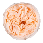 Trandafir criogenat Amelia Piersica D4cm