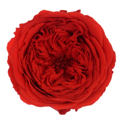 Trandafir criogenat Amelia Rosu D4cm