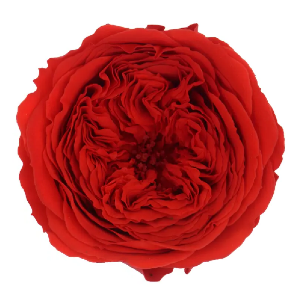 Trandafir criogenat Amelia Rosu D4cm Trandafir criogenat Amelia Rosu D4cm