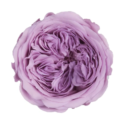 Trandafir criogenat Amelia Lavanda D4cm