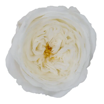 Trandafir criogenat Amelia Alb D4cm