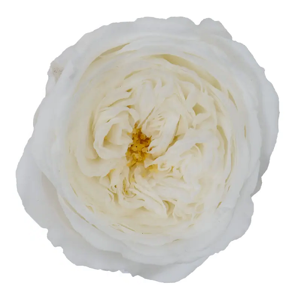 Trandafir criogenat Amelia Alb D4cm Trandafir criogenat Amelia Alb D4cm