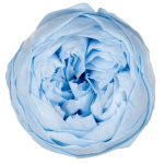 Trandafir criogenat tip Bujor Bleu pal D5cm
