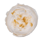 Trandafir criogenat tip Bujor Sampanie D5cm
