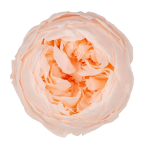 Trandafir criogenat tip Bujor Piersica D5cm