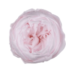 Trandafir criogenat tip Bujor Roz pal D5cm