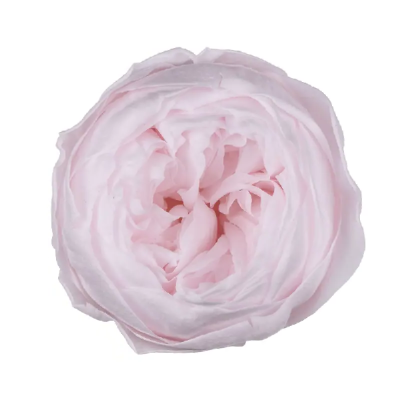 Trandafir criogenat tip Bujor Roz pal D5cm