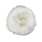 Trandafir criogenat tip Bujor Alb D5cm