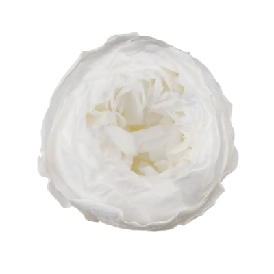 Trandafir criogenat tip Bujor Alb D5cm